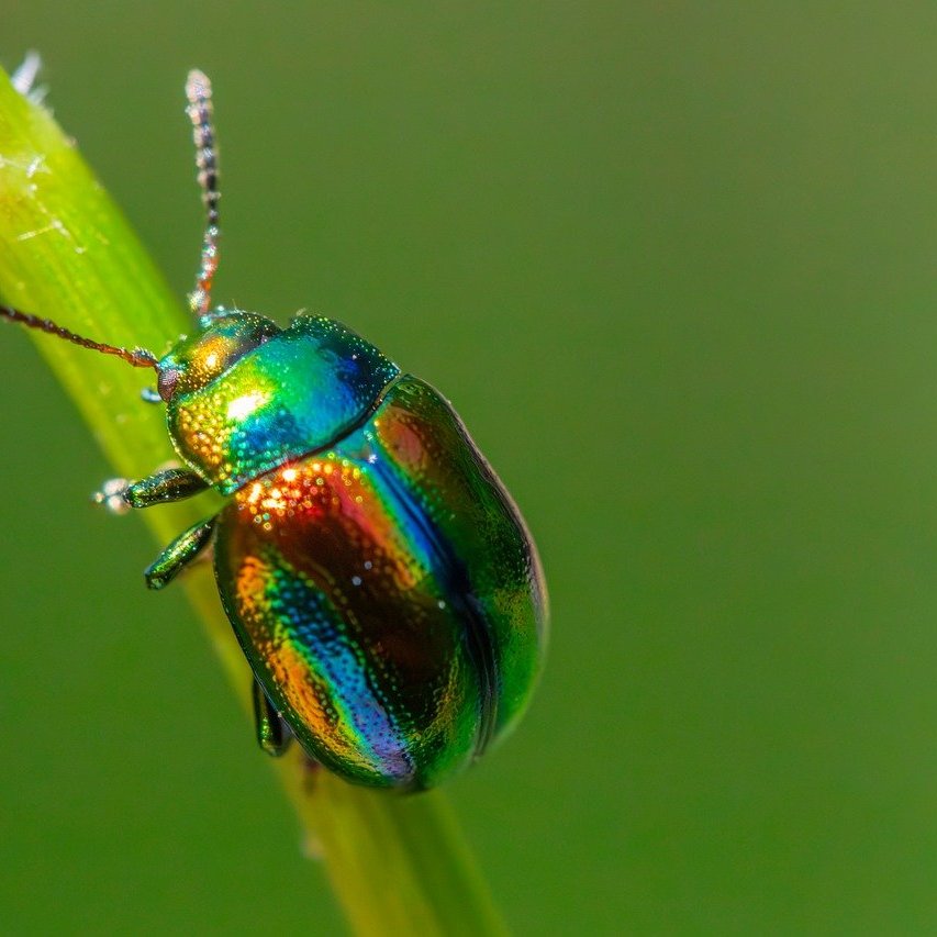 pest control technician spray
